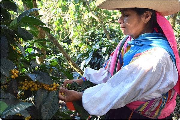 Peru "Café Femenino"