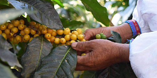 Cafe Femenino Program in Peru - Grounds for Change fair trade coffee