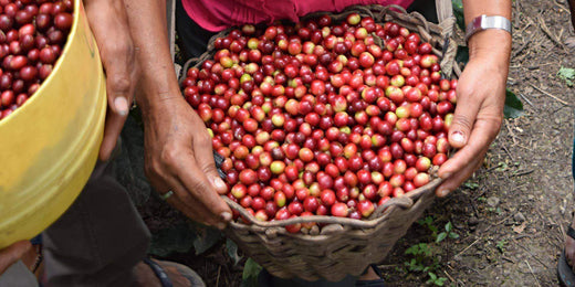 Cafe Femenino Peru origin trip - Day 1