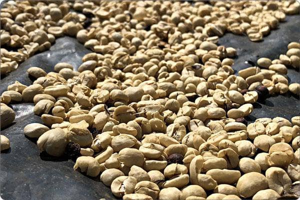 Coffee drying