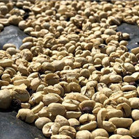 Coffee drying