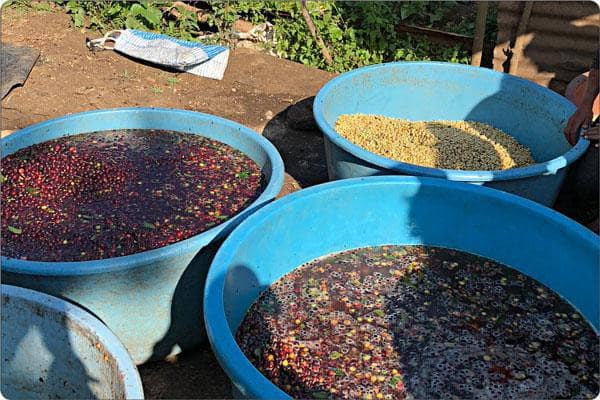 Coffee washing