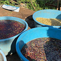 Coffee washing