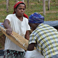 Rwanda "Sholi" Microlot