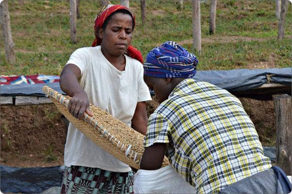 Rwanda "Sholi" Microlot